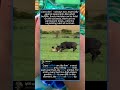 When Prey Fights Back: The Lion’s Mistake #LionVsBuffalo #PredatorVsPrey #AfricanWildlife