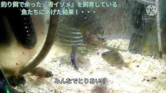 ナベカchannel Youtube