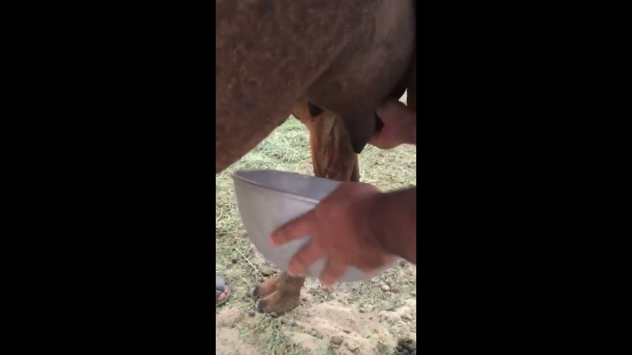 حلب الخلفه الحمرا