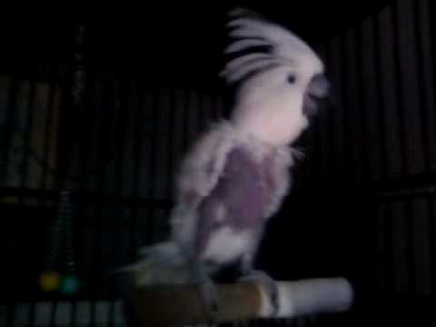 My Bird Dancing