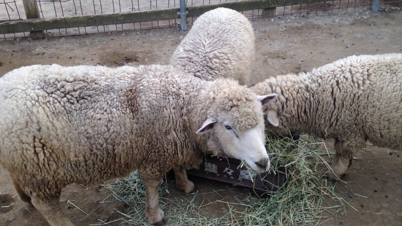 滋賀県 アグリパーク竜王の羊 ふれあい動物園 Youtube 滋賀県 アグリパーク竜王の羊 ふれあい動物園 Youtube
