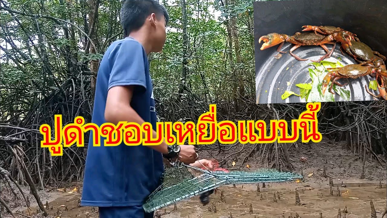 ดักปูดำหรือปูไข่ด้วยสูตรนี้เข้าดีเข้าเยอะมาก