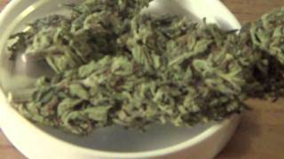 NugNews#11: Lavender Soma