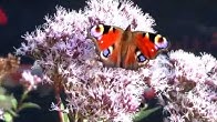 Teichfische Teichfische