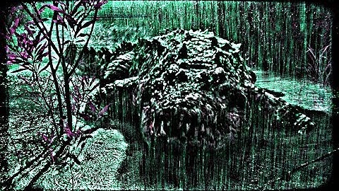 Crocodile Mep On My Own (Closed)