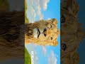 Majestic Lion Roaming Through Mountain Forest | King of the Wild Nature Video 🦁🏔️ #shorts #lion