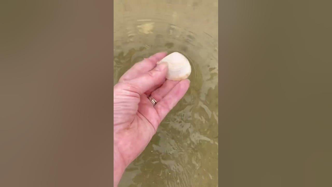 my-shell-find-today-youtube