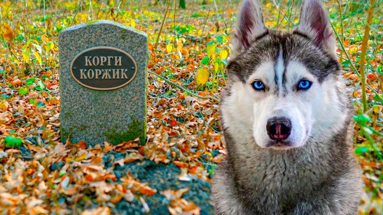 ЧТО СЛУЧИЛОСЬ С МОГИЛОЙ КОРГИ КОРЖИКА Хаски Бандит Гвоорящая собака