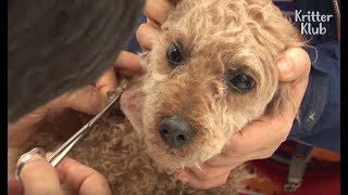 Найден украденный пёс со шрамами на теле | Животное в кризис EP19
