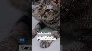what is going on here 🤣 #cat #cutecat #cat #furrybaby #shorts #fyp #fypシ #funny #funnycats #catvideo
