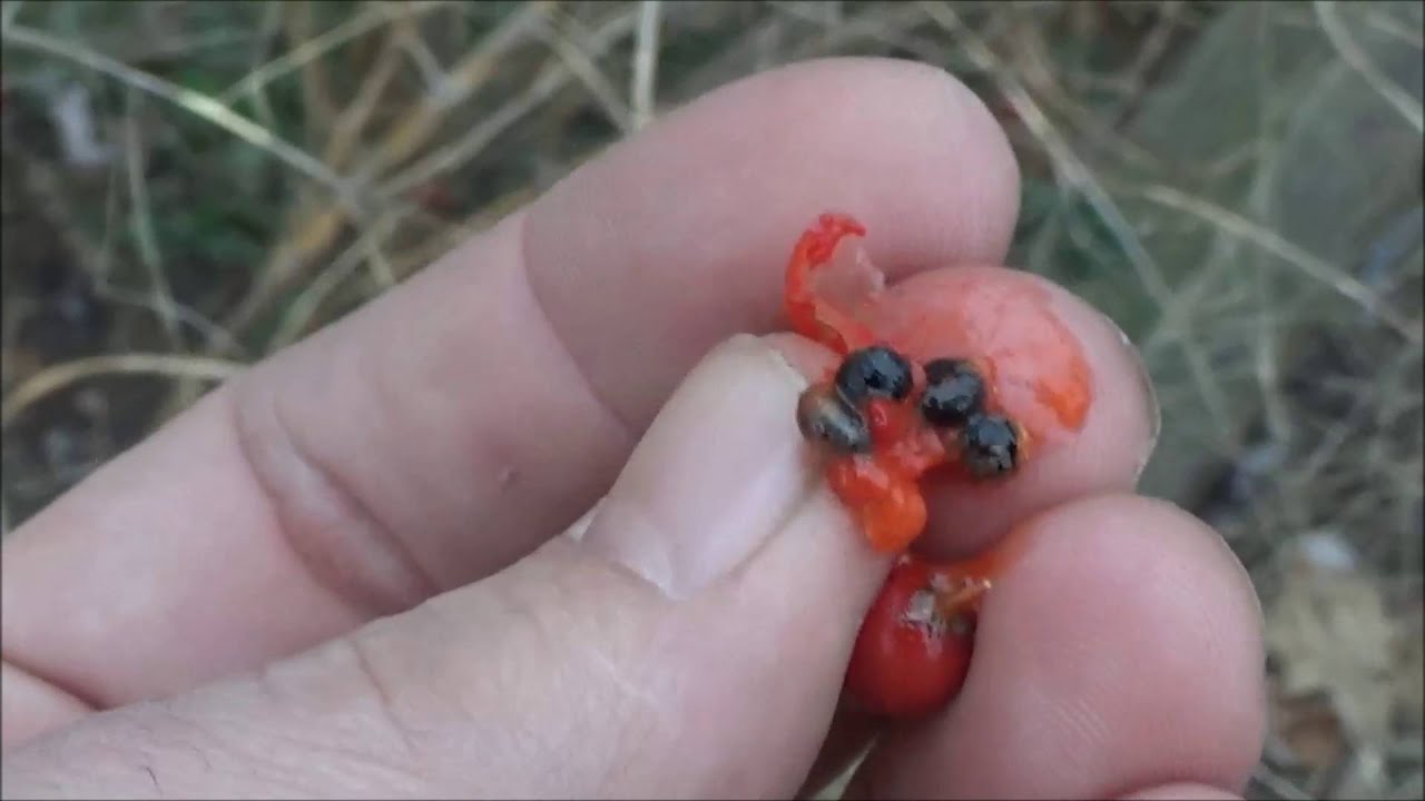 What's cookin' in the garden? Asparagus - YouTube