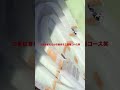 プラダン製自作ミニ四駆コース✨ #ミニ四駆