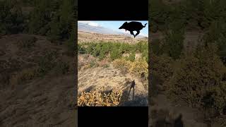 CHASSE EN TURQUIE ! TIRS DE DEUX SANGLIERS EN BATTUE A 10M  !  #chasse #hunting #hunt