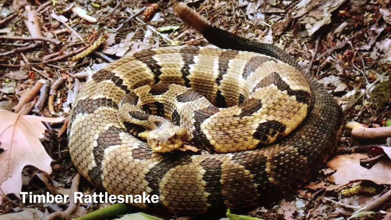 All About Rattlesnakes! YouTube