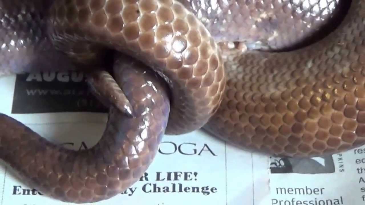 lizard skin grips Steamwerks' FLog: Columbian Rainbow Boa Pair Lock Up on Day of Arrival! (Thank You - R.H.!)