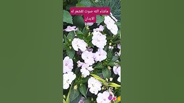 اللهم اجعل القران ربيع قلوبنا ونور صدورنا 🤲#صلوا_على_النبي #اكسبلور  # قرآن كريم
