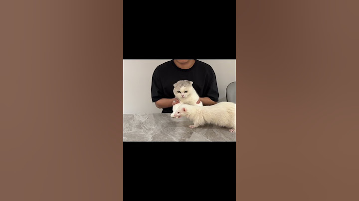 【#七七和铲屎官】雪貂:没人要我拿走了哈 #猫猫冻干挑战 #这小猫谁养谁迷糊