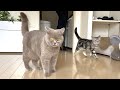 Life With Cats - American Shorthair & British Shorthair #19 の動画、YouTube動画。