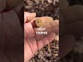 Sometimes It’s Almost Too Fun? #fun #history #viral #treasure #vintage #shorts #military
