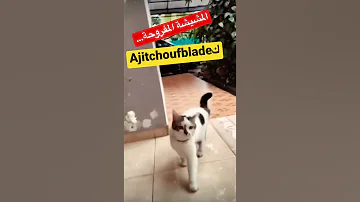 المشيشة المفروحة 
