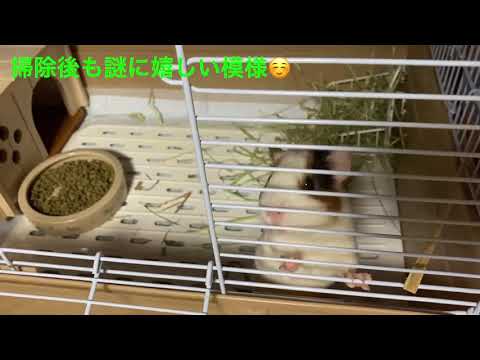 [イングリッシュモルモット]こむぎの10日目