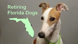 Retiring Florida Dogs by Greyt Show 4,859 views 3 years ago 5 minutes, 4 seconds
