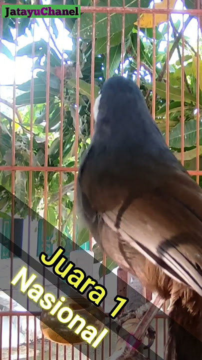 Poksay Hongkong Jantan #poksay Hồng Kông #Juara #viral