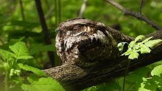 Eastern Whip-poor-will (Antrostomus vociferus), Point Pelee National Park, Ontario, Canada