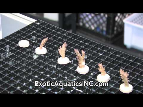 Come Frag SPS & LPS