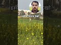 पैर टूट गया #virelshorts #topfan #trendingshorts #iqrar_mewati #youtubeshort #virelvideo
