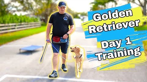 Golden Retriever Puppy Training Dag 1