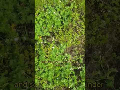 Video: Carolina Cranesbill Care: Carolina Geranium өсүмдүктөрүн кантип өстүрүү керек