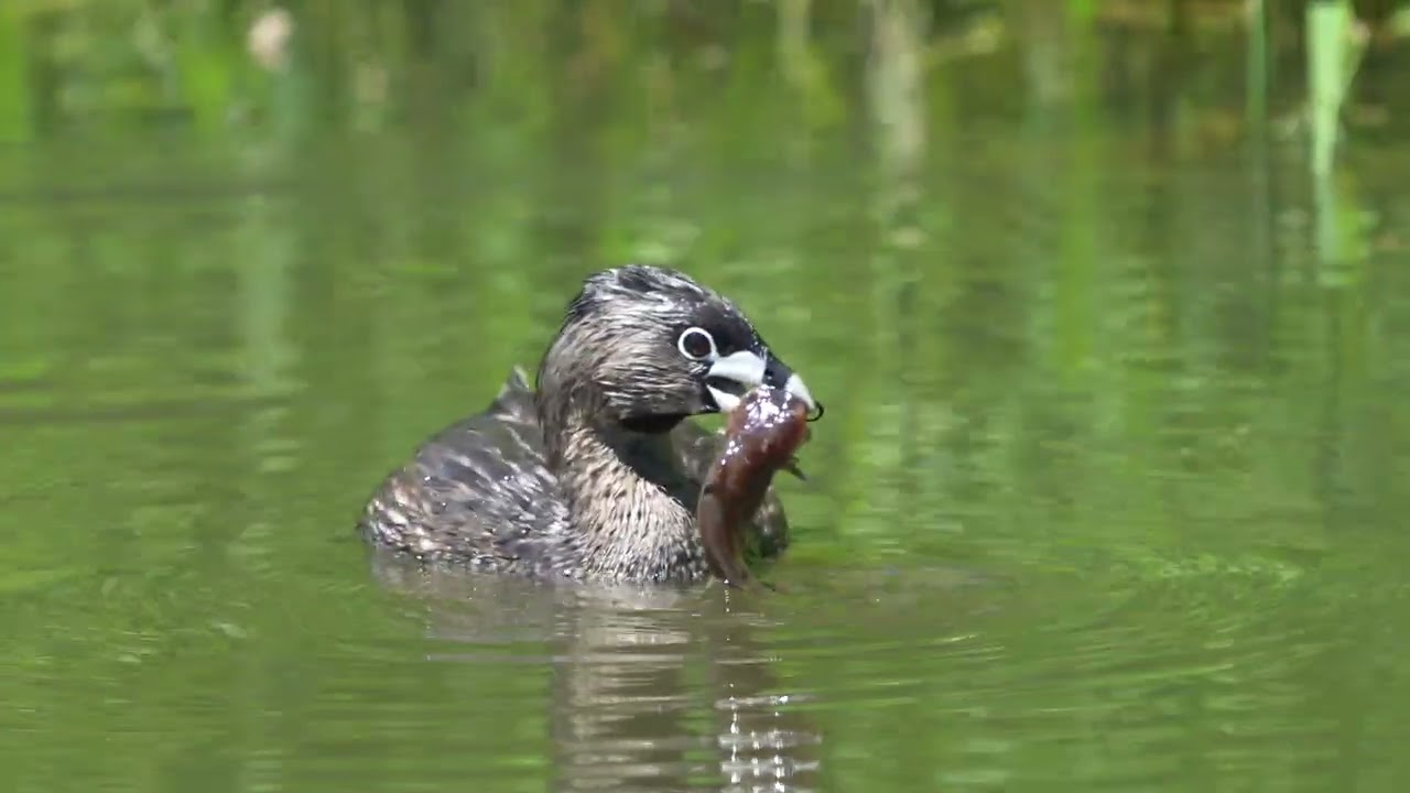Spring 22’ Birding Moments