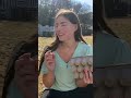 Is a farm fresh egg different than a grocery store egg chickens eggs backyardchickens