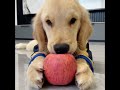 😍 Cute Golden Puppies Make Your Heart Warm 🐶  | Cute Puppies