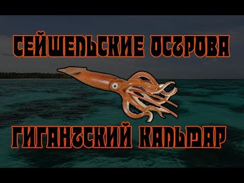 патагонский лобстер русская рыбалка 3. рр399 норвежский промысел кальмар. рр3 окунь морской норвежский. рр3 норвежский промысел. рр3 норвежский промысел.