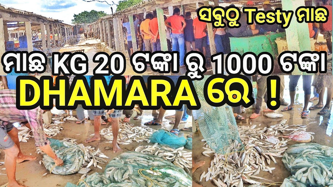  kg 20     Dhamara Fishing Harbour Sea beach Chandinipala Fish MarketPart 3