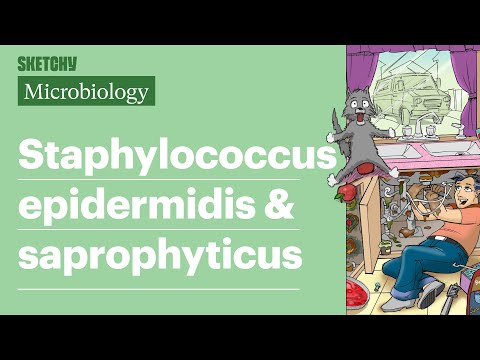 Video: S epidermidis aerobmi yoki anaerobmi?