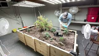🌱💧 Feeding the Planter Bed! 🍃☕ Let the SIP Rip + FAT Dab Finale 💨