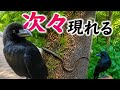 カー子に会いに行ったらいろいろ現れた😳 #カラス #crow