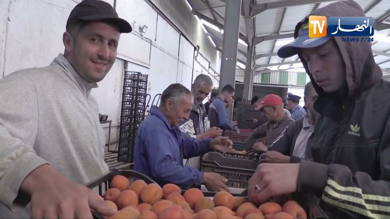 معسكر : مستثمرة الإخوة بن أمينة .. مستثمرة نموذجية لإنتاج الفواكه بنوعية جيدة