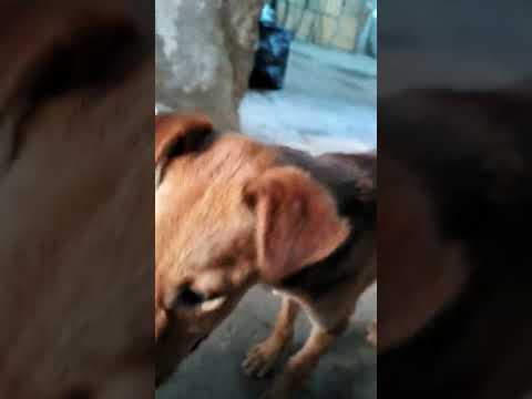 السم المحرم دولي بيوزعوه ببلاش لقتل الكلاب