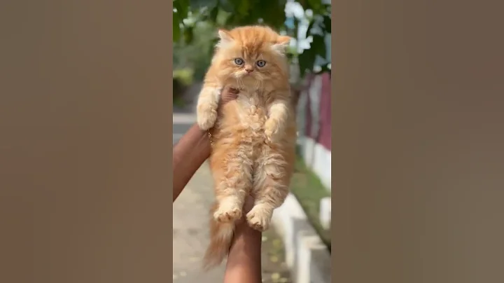 Video 10809711: quality persian cat kitten