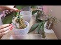 Пересадить орхидеи ПРАВИЛЬНО. 100% приживаемость, рост, ЦВЕТЕНИЕ. Transplanting orchids.