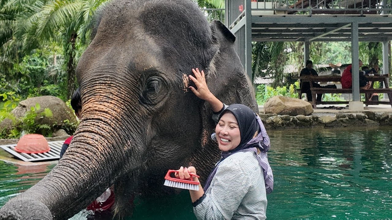 Mandikan Gajah อาบน้ำช้าง Pertama kali Nana mandikan Gajah, satu pengalaman yang menarik.