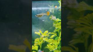 Шустрые рыбки #аквариум #aquarium #fish #аквариумныерыбки #гуппи #fishtank #guppy #неоны