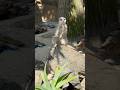 Meerkat Sentry on the Lookout! #shorts #meerkat #wildlife #animals #zoo #ytshorts #facts