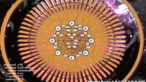 Amoeba NeuroComputing (Opening) [True Slime Mold Physarum]