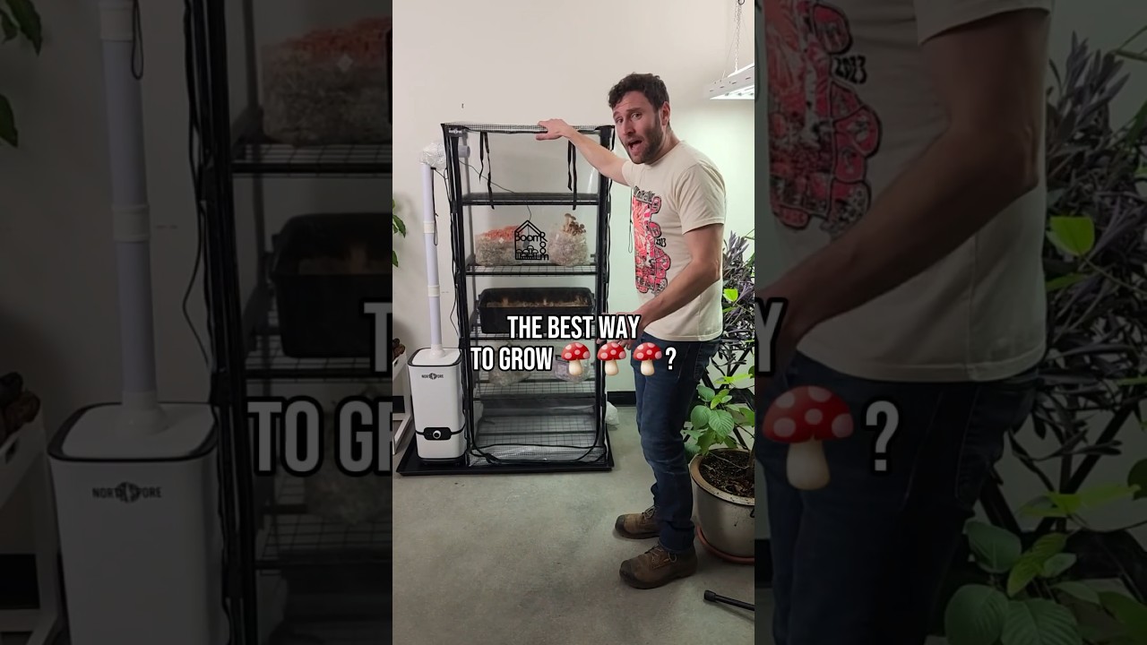 The New BoomRoom II | Grow Mushrooms in a Martha Tent