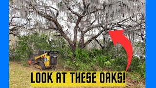 Revealing Giants: Unveiling Majestic Oaks with CAT299D3XE & @FeconLLC Blackhawk (4 inch) by The Tree Shop 1,196 views 2 months ago 29 minutes